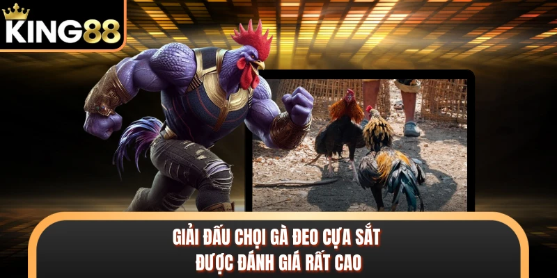 Giải đấu chọi gà đeo cựa sắt được đánh giá rất cao 